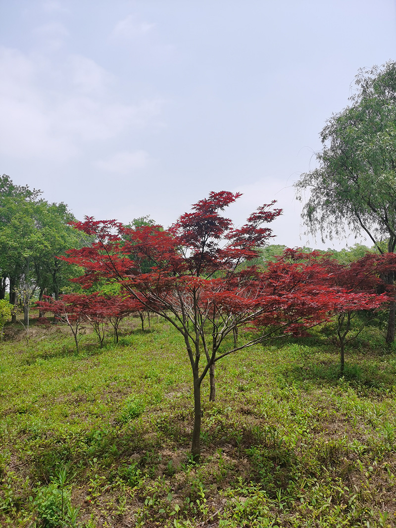 睿藝園林